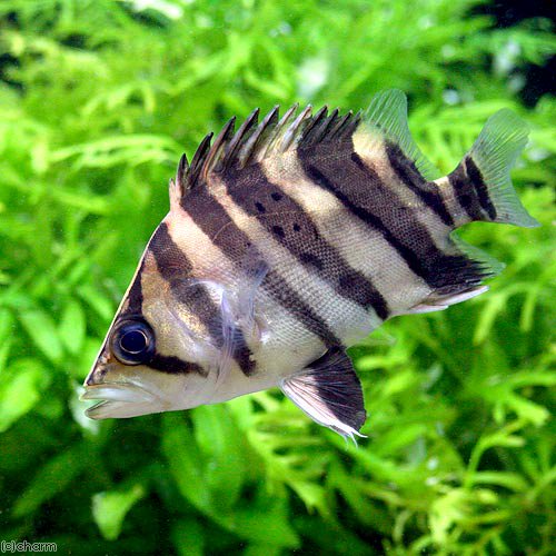 （熱帯魚）ダトニオ　プラスワン（約７ー１２ｃｍ）（１匹）　北海道航空便要保温　ＣＲＣ13―56―30―00―00