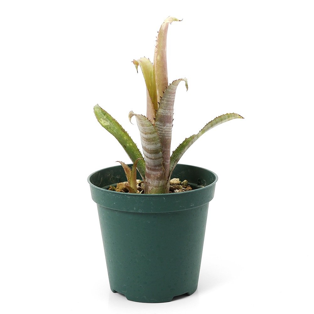 （観葉植物）ビルベルギア　’デジャヴ’　３号（１株）タンクブロメリア　ＣＲＣ17―80―40―00―00