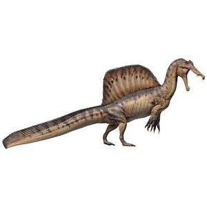 PNSO 恐竜博物館シリーズ スピノサウルス フィギュア 2024版 スピノサウルス科 白亜紀 32.5cm 口開閉可能 塗装済 肉食 恐竜 リアル 科学 芸術 模型