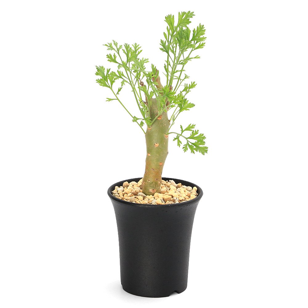 （多肉植物）ペラルゴニウム　クリズミフォリウム　３号（１鉢）　ＣＲＣ15―60―95―00―00