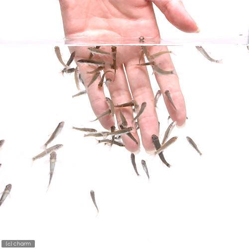 （熱帯魚）ガラ・ルファ（５０匹）　北海道・九州航空便要保温　ＣＲＣ13―26―10―00―00