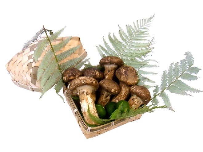 敬老の日ギフト =中国産 松茸= 約500g カゴ入り スダチ付 大きさおまかせ 予約 9月7-15日お届け予定