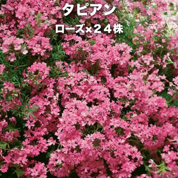 タピアン ローズ 24株 赤品種 9cmポット苗 3号 バーベナ属 サントリーフラワーズ グランドカバー 雑草対策
