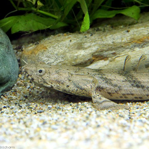 熱帯魚）ポリプテルス・エンドリケリー・エンドリケリー ギニア産 20 