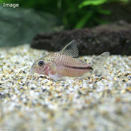 （熱帯魚）コリドラスｓｐ．ムスス（ブリード）（１匹）　北海道・九州航空便要保温　ＣＲＣ13―36―20―00―00