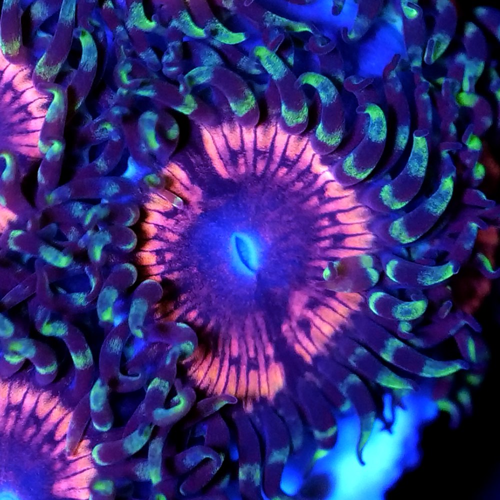 （サンゴ）フラグサンゴ　フジマメスナギンチャク　ヴィーナスＳＰ　ポリカプラグ付き（１個）ｗｈ－４　北海道・九州航空便要保温　ＣＲＣ26―50―80―00―00