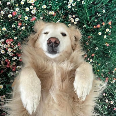 PLUFFY ARCHIVE フラワーガーデンラグ Qoo10] Pluffy archive ぷらっふぃーあーかいぶ フラワーガーデン