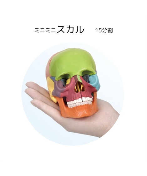 レジャーシート ミニミニスカル15分割