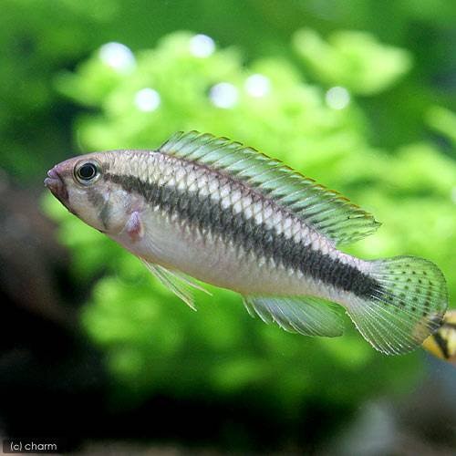 （熱帯魚）アピストグラマｓｐ．ウィルヘルミ（１ペア）　北海道航空便要保温　ＣＲＣ13―28―16―00―00