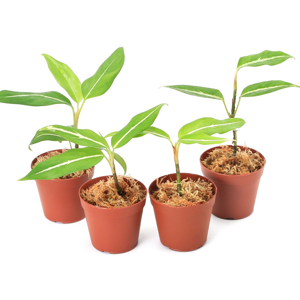 （テラリウム）アグラオネマ　ビッタータム　リンガ産（１ポット）　北海道・九州航空便要保温　ＣＲＣ12―88―20―00―00