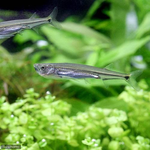 （熱帯魚）カショーロ・バルブ（１匹）　北海道・九州航空便要保温　ＣＲＣ13―24―99―00―00
