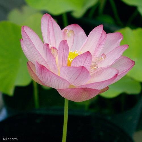 （ビオトープ）蓮　ハス（ピンク）　招福蓮（ショウフクレン）爪紅一重咲中型品種（１ポット）　ＣＲＣ15―10―30―20―20