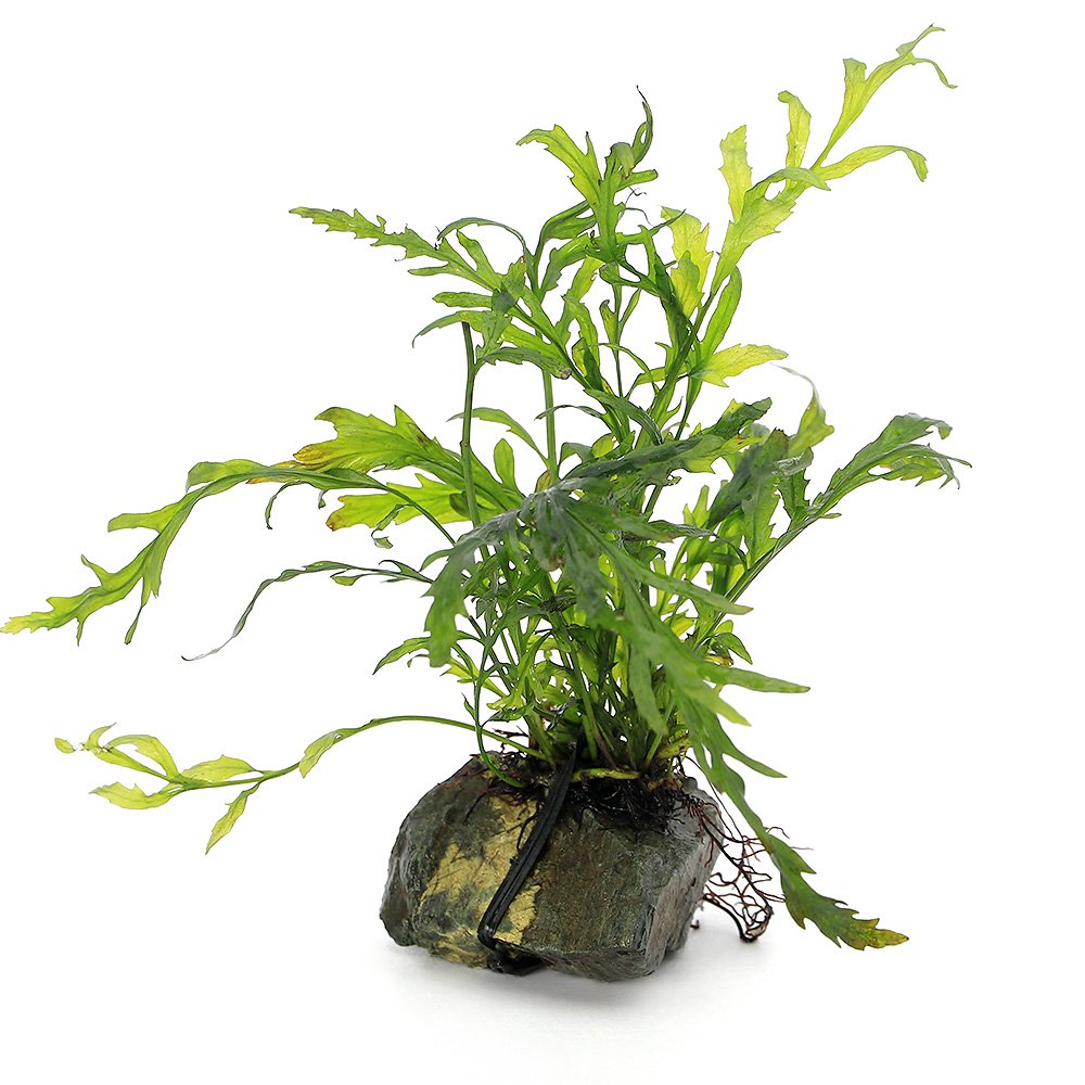 （水草）巻きたて　ボルビティス　ヒュディロティ　風山石　ＳＳサイズ（８ｃｍ以下）（水中葉）（無農薬）（３個）　ＣＲＣ12―59―00―00―00