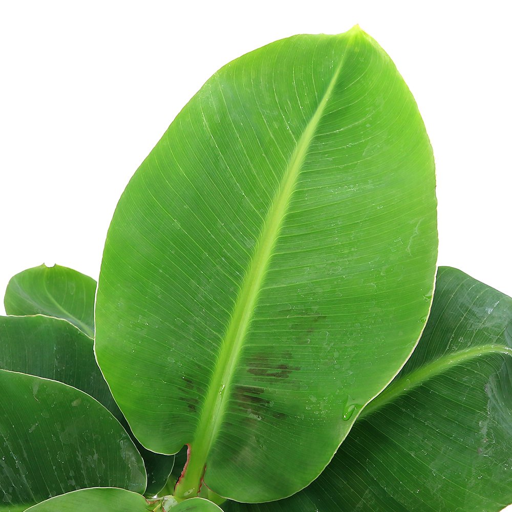 （観葉植物）バナナ　三尺バナナ　６号（１鉢）　ＣＲＣ15―75―05―00―00