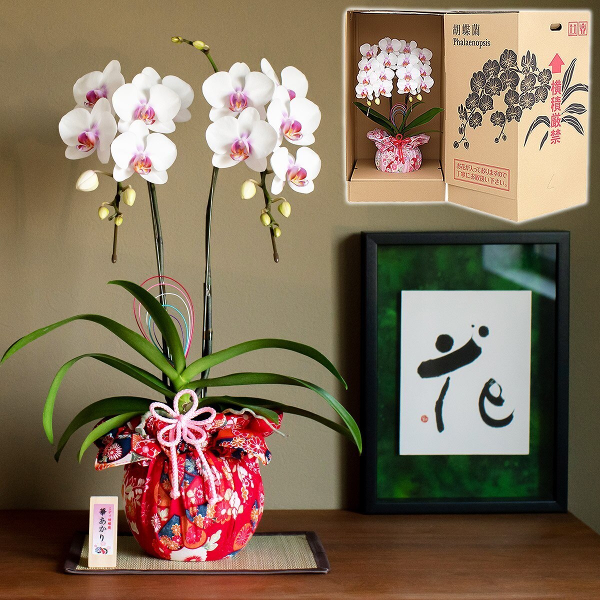 【華あかり】ミディ胡蝶蘭 2本立 (鉢も付属) 熊本県産（なかがわ農園） 常温便 同梱不可 指定日不可