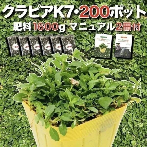 クラピア K7（白） 9cmポット苗 200鉢セット 有機入り一発果菜肥料1600g付き
