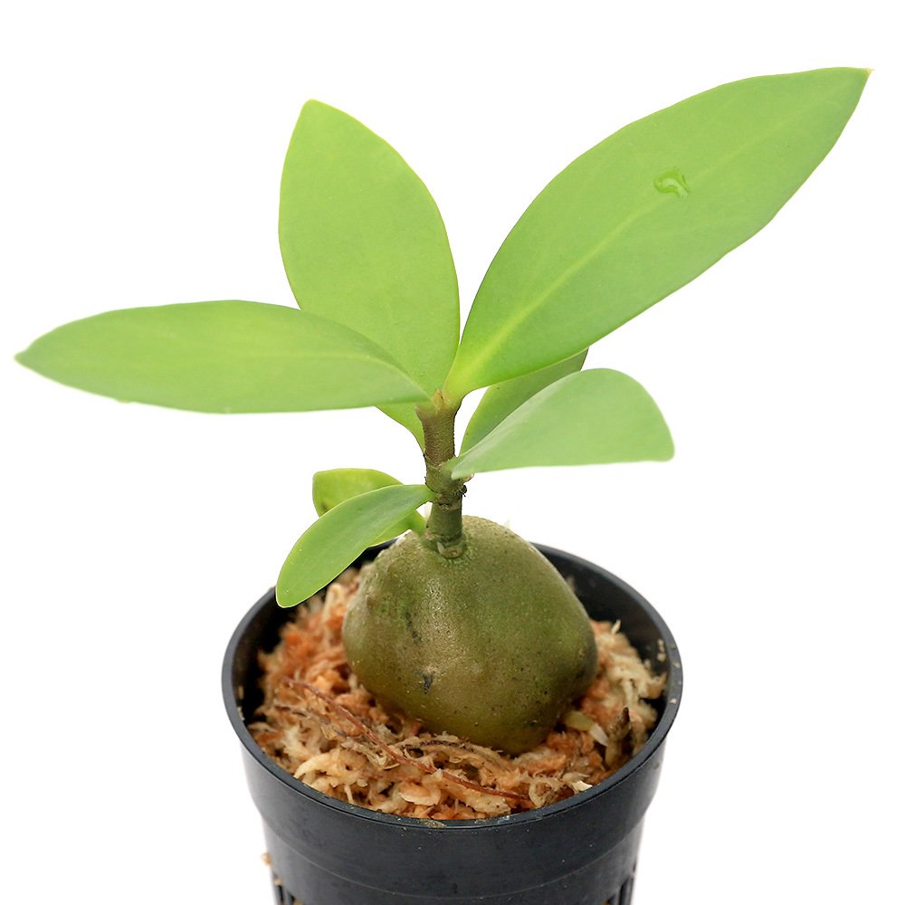 Qoo10] （観葉植物）ヒドノフィツム モセレヤナム