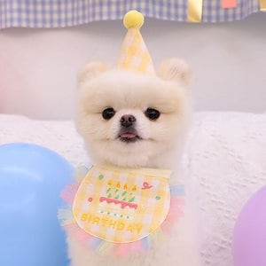 韓版犬かわいいパーティーよだれかけ帽子ペット誕生日唾液タオルビチョンテディ猫小型犬