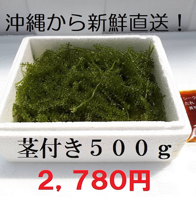 Qoo10] 【沖縄】茎付き 生！海ぶどう５００ｇ （