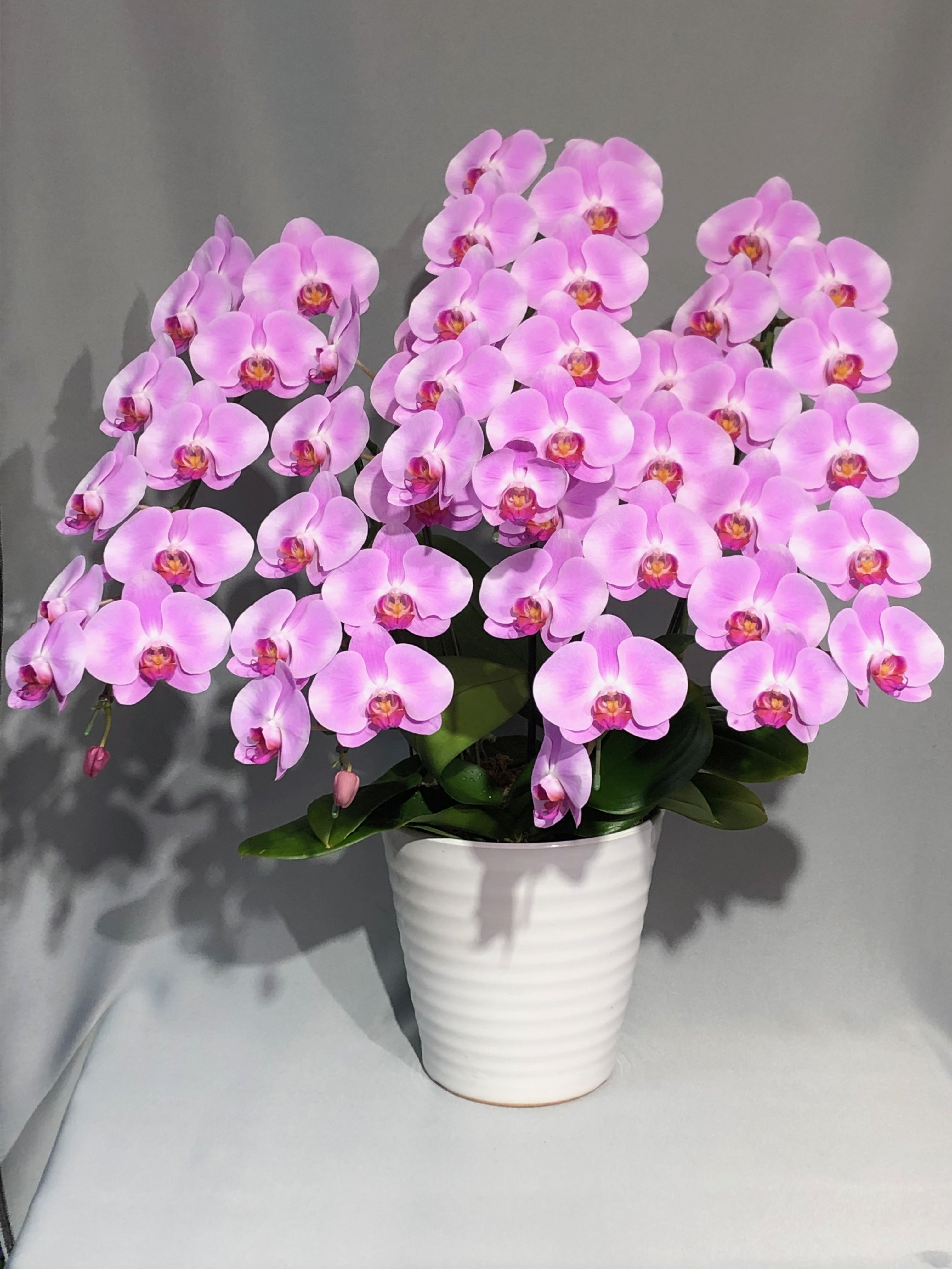 商品ID 7235 胡蝶蘭　ピンク　５本立ち　生花