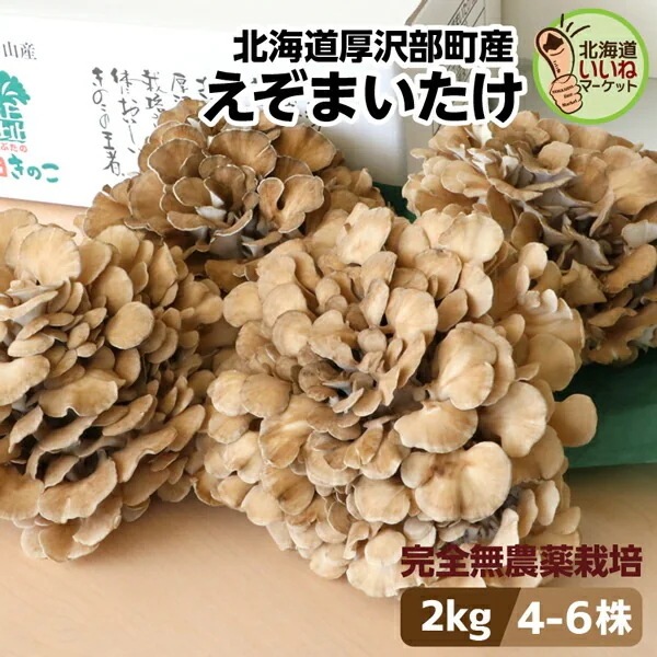まいたけ きのこ 舞茸 えぞまいたけ 2kg 北海道産 4～6株 肉厚 完全無農薬 産地直送 朝採れ 北海道 お取り寄せ ギフト 国産 野菜 セット 贈り物 新鮮 しぶたの毎日きのこ【ym_rza】