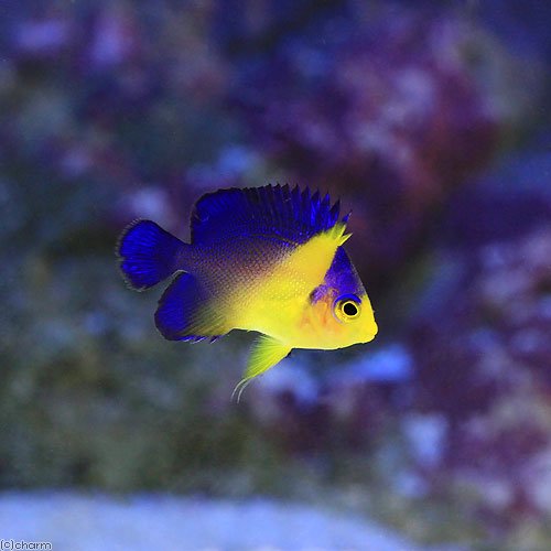 （海水魚）ヤッコ　スミレヤッコ　Ｓサイズ（１匹）　ＣＲＣ26―30―05―10―00