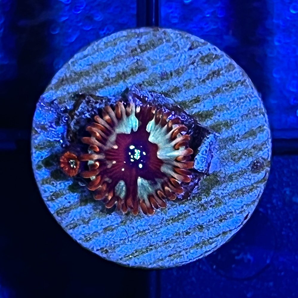 （サンゴ）マメスナギンチャク　ホワイトゾンビ　プラグ付き（１個）　ＣＲＣ26―50―50―70―00 7,029円