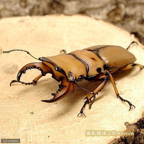 （昆虫）メンガタクワガタ　カメルーン産　成虫　５０ー５４ｍｍ（１ペア）　北海道・九州航空便要保温　ＣＲＣ18―25―20―30―10