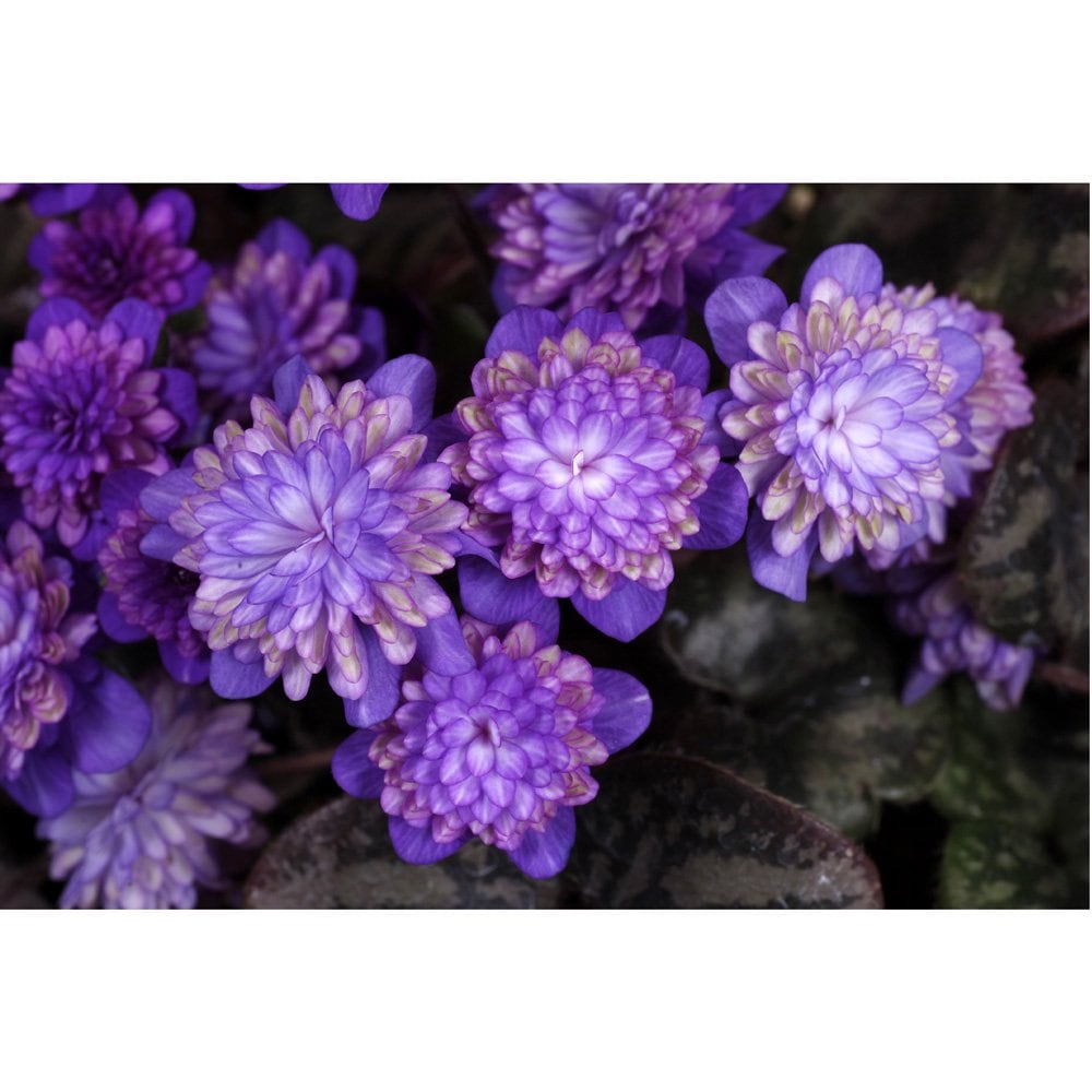 (山野草)ユキワリソウ(雪割草) 玉翠(ギョクスイ) 千重咲き 3号(1ポット) 開花中 CRC15―35―12―00―00