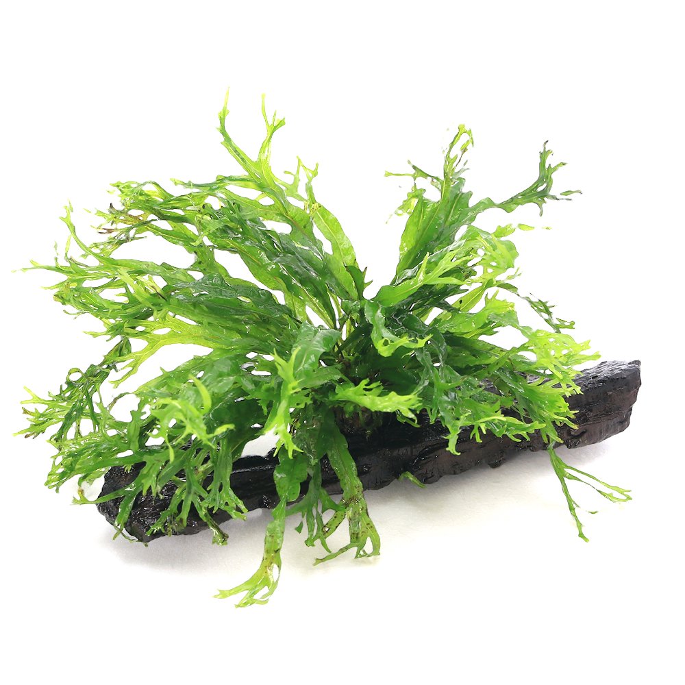 （水草）ミクロソリウム　ウェンディロフ付き流木　トロピカ製（水上葉）（無農薬）（１本）　ＣＲＣ12―58―30―10―00