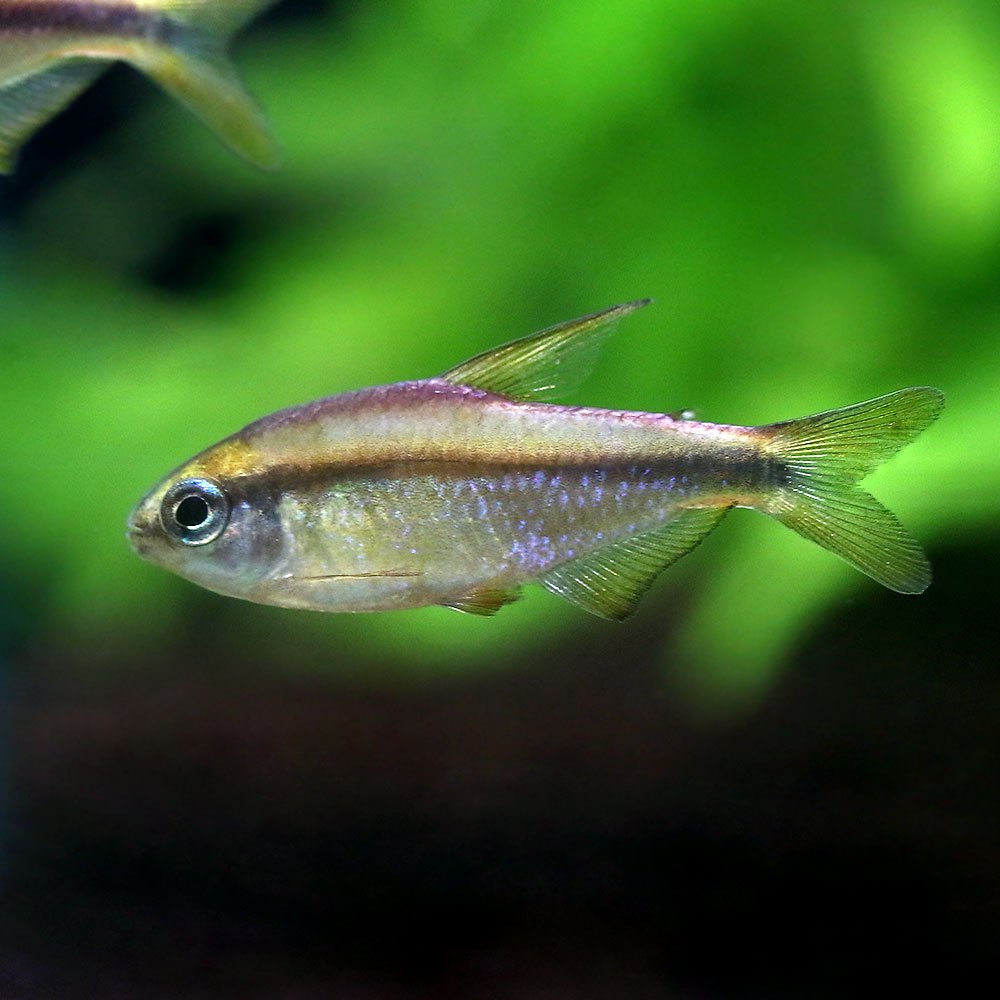 （熱帯魚）スーパーイエローデビル・テトラ（ワイルド）（１匹）　北海道航空便要保温　ＣＲＣ13―20―10―15―00