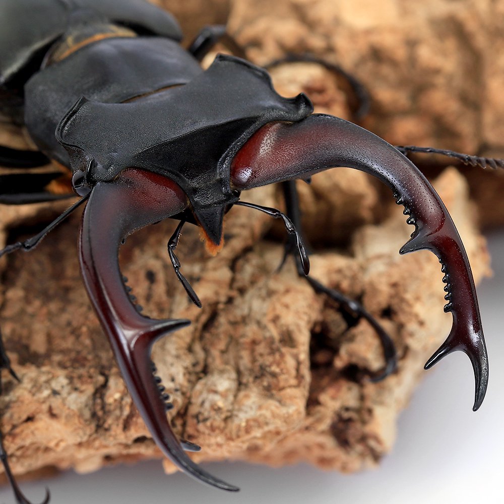 （昆虫）アクベシアヌスミヤマクワガタ　トルコ産　成虫　７０ｍｍ（１ペア）　ＣＲＣ18―25―20―30―10