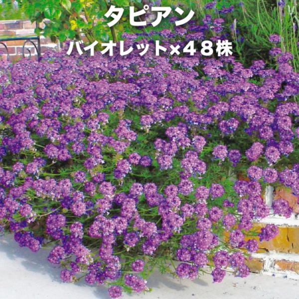 タピアン バイオレット 48株 紫品種 9cmポット苗 3号 バーベナ属 サントリーフラワーズ グランドカバー 雑草対策