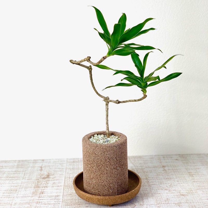 新品 正規品 アクアプラントポット鉢植えドラセナソングオブジャマイカ 園芸資材初 水を 新品 正規品 アクアプラントポット鉢植えドラセナソングオブジャマイカ 園芸資材初 水を