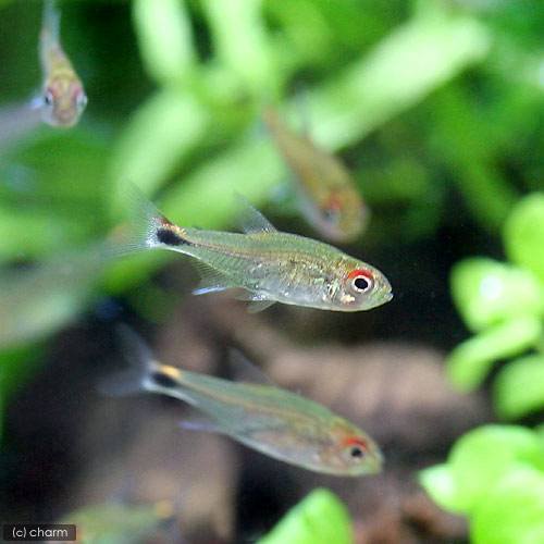 （熱帯魚）ホタルテトラ（２０匹）　北海道航空便要保温　ＣＲＣ13―20―10―40―00