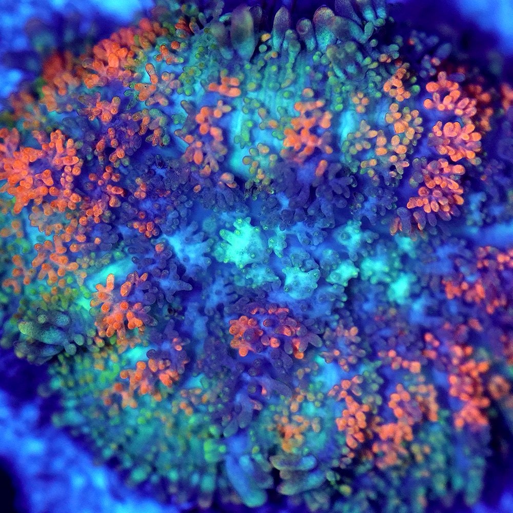 （サンゴ）フラグサンゴ　インドネシア産　ディスクコーラル　オレンジグリーン　ポリカプラグ付き（１個）ｗｈ‐７０　北海道・九州航空便要保温　ＣＲＣ26―50―80―00―00