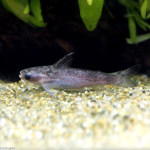 （熱帯魚）マーブルコンコロール・タティア　ペルー（１匹）　北海道・九州航空便要保温　ＣＲＣ13―46―00―00―00