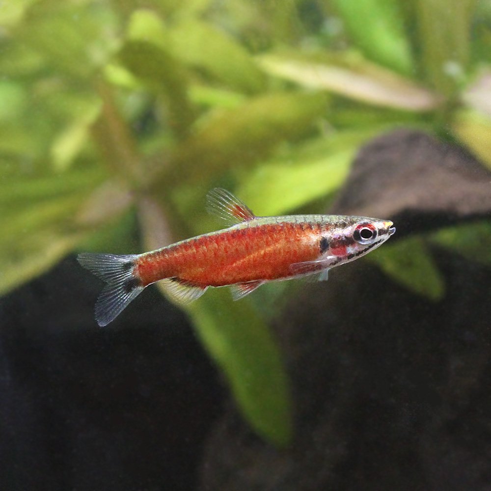 （熱帯魚）クリムゾンレッド・ペンシル　オス（ワイルド）（１匹）　北海道航空便要保温　ＣＲＣ13―20―10―45―00