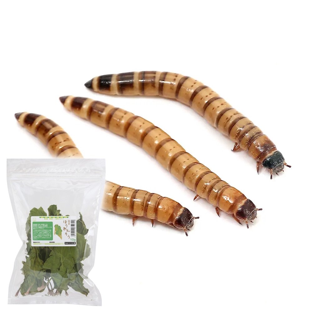 （生餌）ビッグミルワーム（ジャイアントミルワーム）　１ｋｇ　栄養強化セット　活餌　本州四国限定　ＣＲＣ17―20―40―20―00