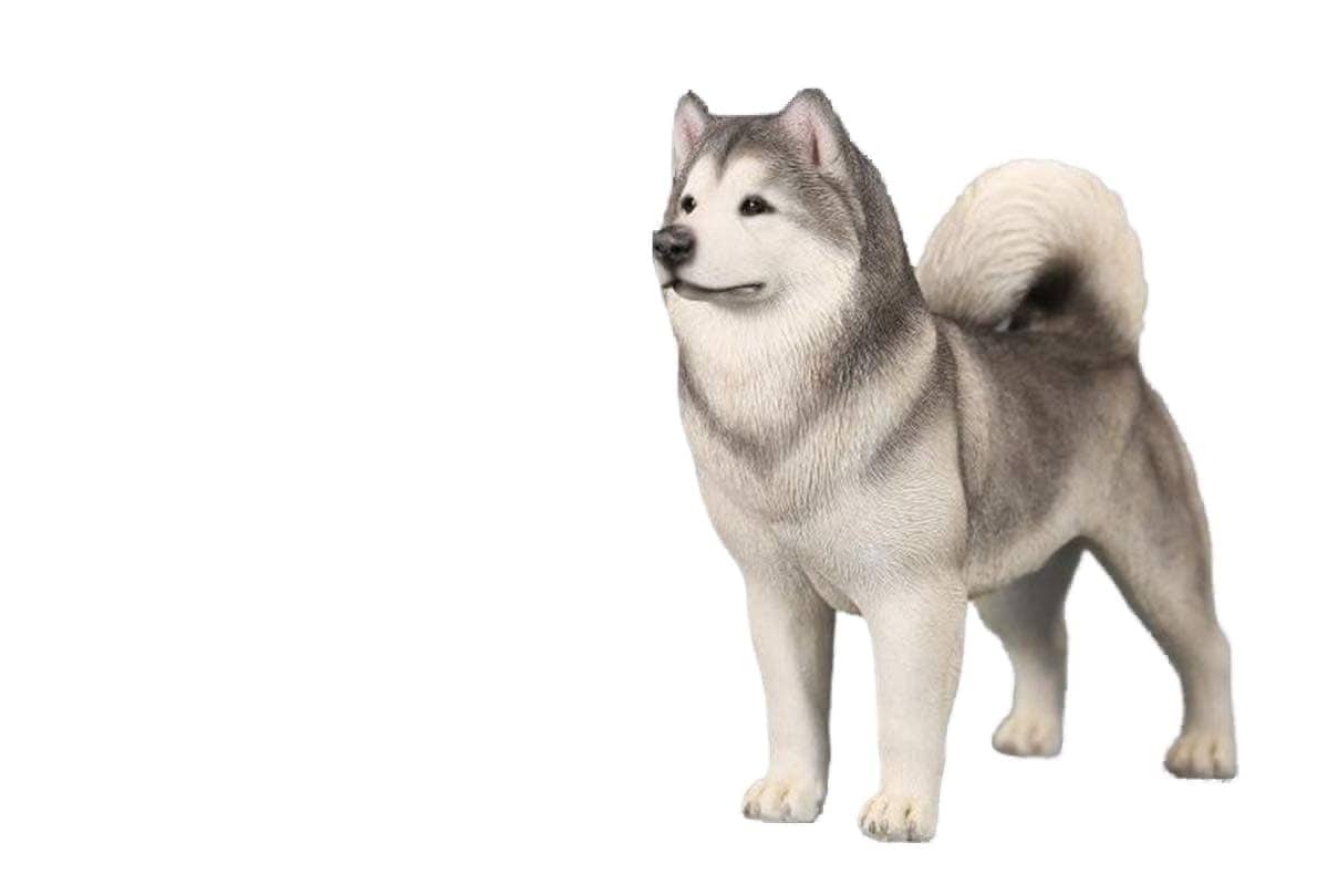 JXK 1/6 サイズ アラスカンマラミュート 可愛い 犬 動物 シベリア リアル フィギュア PVC プラモデル プレミアム 大人のおもちゃ 模型 19.5cm級 オリジナル スタチュー 塗装済