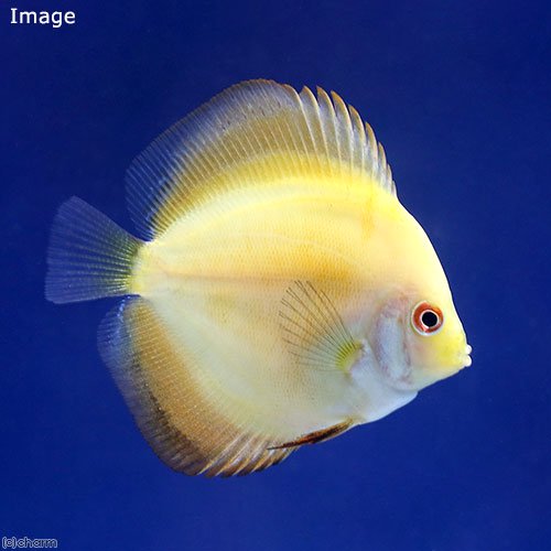 （熱帯魚）イエローダイヤモンド・ディスカス（Ｓサイズ）（１匹）　北海道航空便要保温　ＣＲＣ13―31―10―00―00