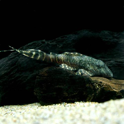 （熱帯魚）フォークテール・タイガープレコ（ワイルド）（１匹）　北海道・九州航空便要保温　ＣＲＣ13―44―20―00―00