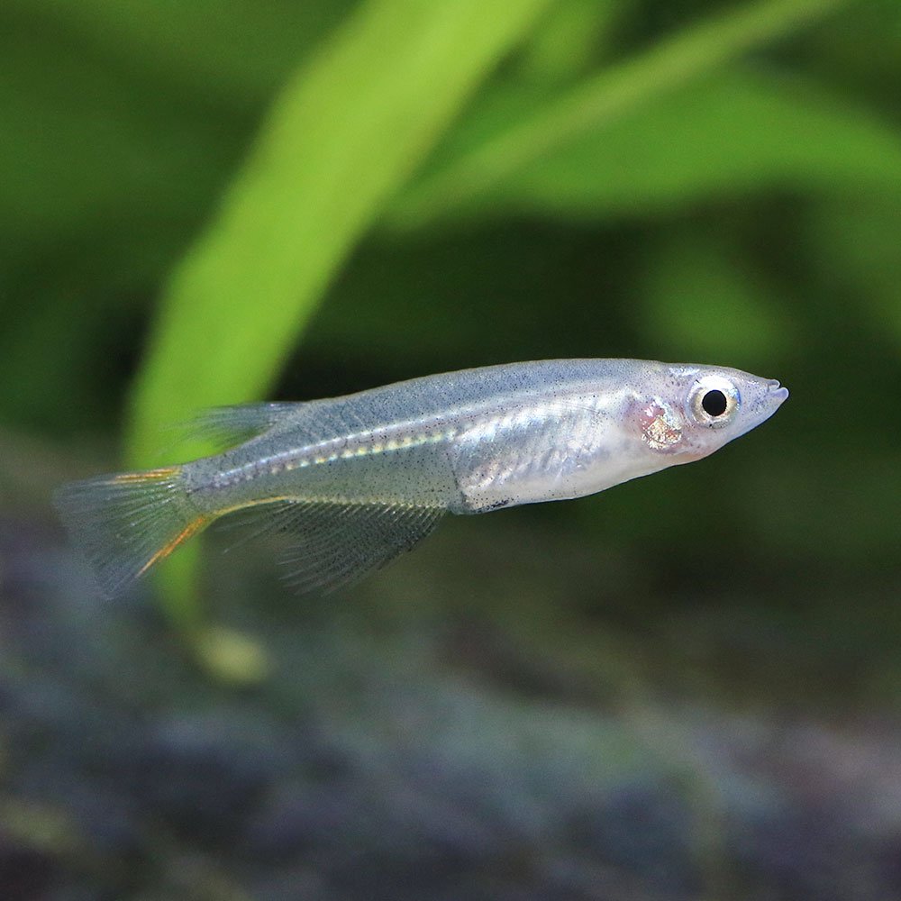 （熱帯魚）ティウメダカ（１匹）　北海道・九州航空便要保温　ＣＲＣ13―17―20―00―00