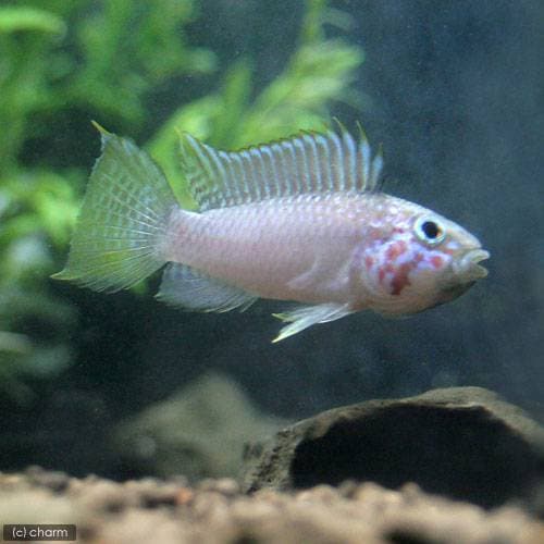 （熱帯魚）アピストグラマｓｐ．リオ　ジュタイ（１ペア）　北海道航空便要保温　ＣＲＣ13―28―16―00―00