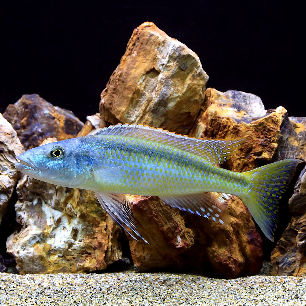 （熱帯魚）カンプソクロミス・カエルレウス　約１８ー２２ｃｍ（１匹）　北海道・九州航空便要保温　ＣＲＣ13―28―52―00―00