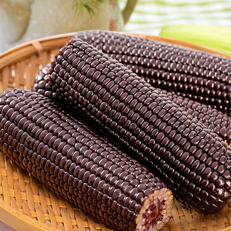 黒モチとうもろこし 軸付き 黒玉米1個入 黒 「30点セット」黑糯玉米