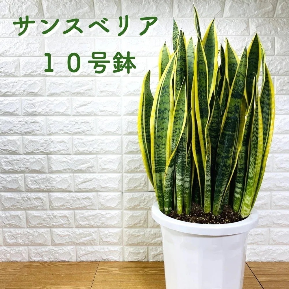 観葉植物 サンスベリア 10号鉢苗 おしゃれ インテリア お祝い 開店祝い 新築祝い 誕生日祝い 結婚祝い 引越し祝い 母の日 父の日 プレゼントギフト