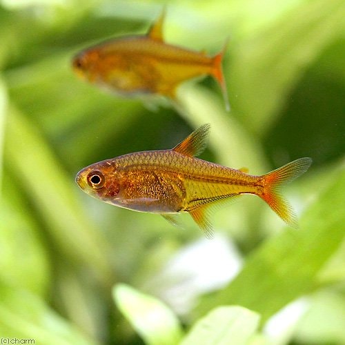 （熱帯魚）ファイアー・テトラ（１００匹）　北海道・九州航空便要保温　ＣＲＣ13―20―10―15―00