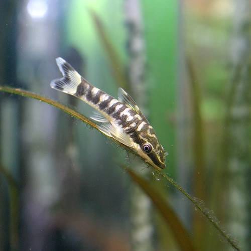 （熱帯魚）ニューゼブラオトシン（５匹）　北海道・九州航空便要保温　ＣＲＣ13―40―10―00―00