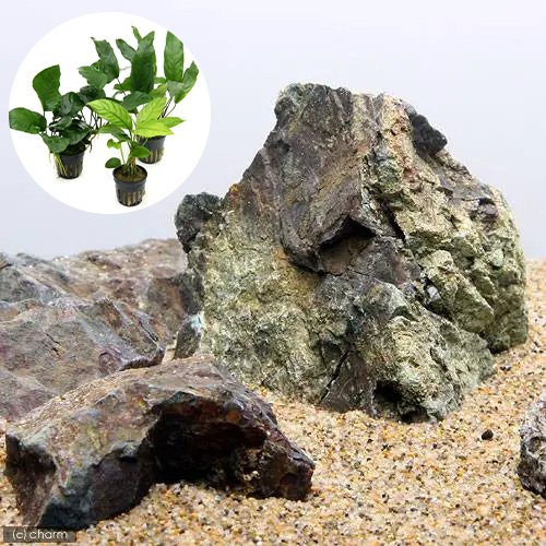（水草）レイアウト素材水草セットＶｅｒ．風山石（おまかせアヌビアス　３種）（１セット）　ＣＲＣ12―23―30―00―00